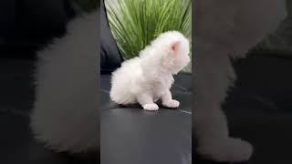 Baby cat meowing ❣️ 10ksubscribers views10m [upl. by Dusza178]