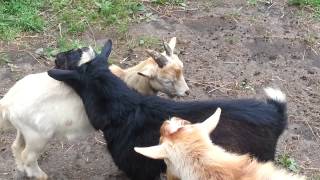 Funniest Goat Video Ever [upl. by Emily]