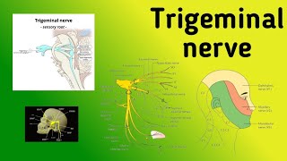 Trigeminal Nerve  Motor and Sensory Nuclei Pathway Jaw Jerk Reflex [upl. by Divadnoj]