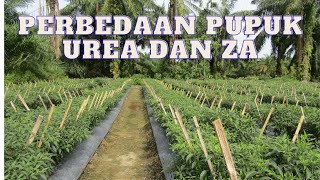 PERBEDAAN PUPUK UREA DAN ZA [upl. by Alolomo7]