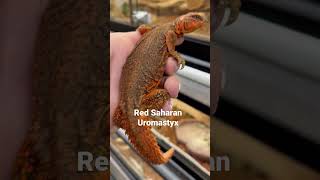 Red Saharan Uromastyx [upl. by Doble]