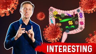 Gut Bacteria and Viruses [upl. by Arlyne]