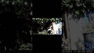 Hurry up PIDGEON birds asmr nature animals birdfeeder relaxing wildlife short shorts [upl. by Schott953]