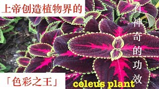 彩叶草神奇的功效与作用Health Benefits of coleus plant AJAIB DAUN MIANA [upl. by Rramel769]