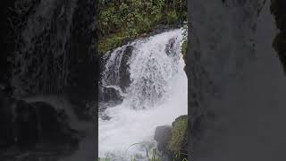 Tumwater falls  how many jumping fish can you spot [upl. by Toddy]