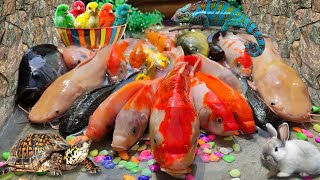 Menemukan Ikan Lele Di Sawah Ikan Koi Ikan Nila Ikan Hiu Gurita Kepiting Ikan Arwana [upl. by Celestia]