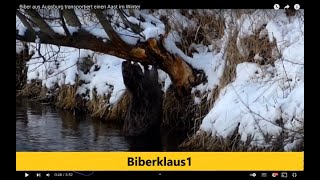 Biber aus Augsburg transportiert einen Aast im Winter [upl. by Courtenay695]