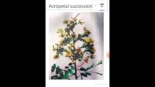 Acropetal succession [upl. by Byran]