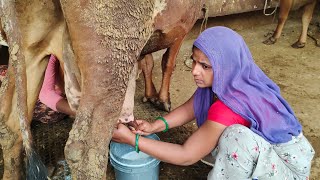 gir cow milking by hand village life gir cowdairy farm [upl. by Meurer]