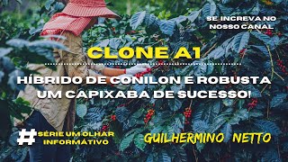 CLONE A1  Híbrido de Conilon e Robusta um capixaba de sucesso [upl. by Audrey]