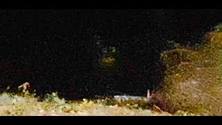 HE RECORDED ONE OF THE MOST SCARIEST PREDATOR EVER CAPTURED ON CAMERA [upl. by Anemolihp]