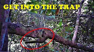 🔴CAUGHT ON CAMERA  How to Catch Squirrels Using Traps [upl. by Orville753]