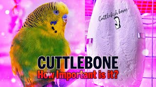 Cuttlebone for Birds Why Does My Budgie Use a Cuttlebone [upl. by Bear995]