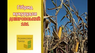 Кукурудза Дніпровський 181 🌽  опис гібрида 🌽 [upl. by Adnahsed57]