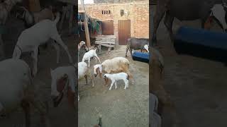 Beautiful goats village goats farming like and subscribe more beautiful videos thanks [upl. by Siradal]