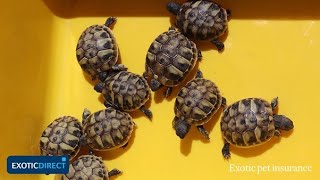 4 popular pet tortoise breeds  Choose the best pet tortoise for you in this indepth guide [upl. by Dahl]