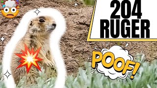 204 Ruger Explodes Prairie Dogs 🤯💥💣🧨 [upl. by Ragde]