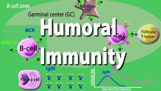 Humoral Immunity  Adaptive Immunity part 2 Animation [upl. by Nylinej358]