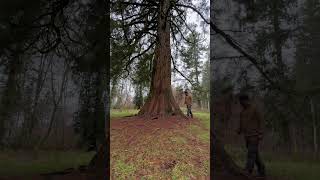 Giant Sequoia outdoors sequoia schwäbischealb wandern travel shorts bushcraft hiking [upl. by Arihaj888]