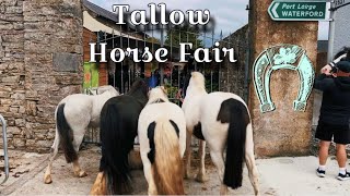 Tallow horse fair 2024 [upl. by Enomas]