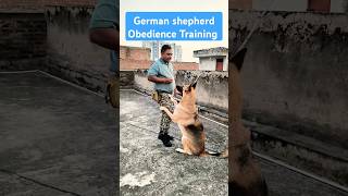 German shepherd Obedience Training session 420 shorts [upl. by Nathanson]