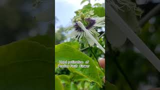 Hand pollination of Passion Fruit Flower fruit reels nature vairalshort garden beautiful [upl. by Bess112]