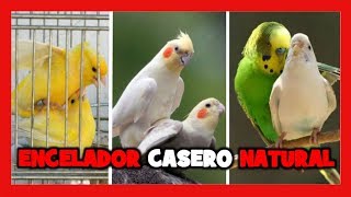 COMO ENCELAR A LOS CANARIOS 🐤 ENCELADOR CASERO PARA PAJAROS [upl. by Sirromed100]