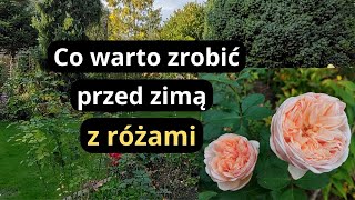 Zrób koniecznie teraz ten zabieg a róże lepiej przezimują rabaty różane jesienią [upl. by Arnie]