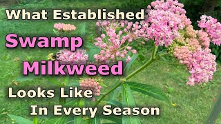 What Asclepias incarnata Swamp Milkweed Looks Like In Every Season [upl. by Ticon]