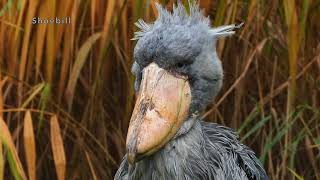 The beak of the Shoebill 4K [upl. by Anig]