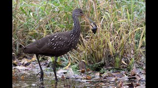 NEI Limpkin [upl. by Nettle]