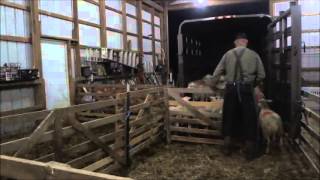 Moving Lambs Stressfree Onto A Trailer [upl. by Euqinaj]