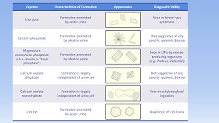 Interpretation of the Urinalysis Part 3  Microscopy and Summary [upl. by Neelrak]