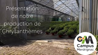 Présentation de la production de chrysanthèmes aux Serres du Mené [upl. by Lednahs488]