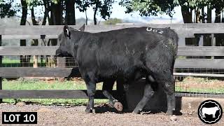 Lot 10 TANDARA MOGUL U82 [upl. by Khalsa]