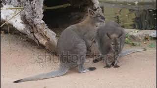 stock footage couple of western grey kangaroos macropus fuliginosus at the zoo [upl. by Hanoj]