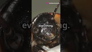 🐝 Emerald Cockroach Wasp Nature’s Ultimate Mind Controller 🧠🪳NatureHorror facts wasp [upl. by Silma113]