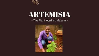 Artemisia  the Plant against Malaria that’s grown at Mlango Farm in Kenya [upl. by Lenra232]