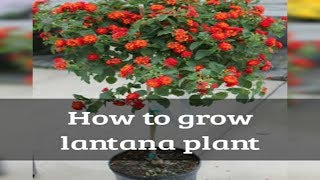 How to grow lantana in to a tree [upl. by Ledah]