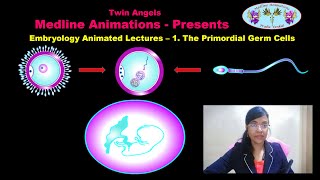 EMBRYOLOGY ANIMATED LECTURES  1THE PRIMORDIAL GERM CELLS  for MBBS BDS and NEET [upl. by Midan]