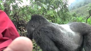 Gorilla Silverback Rwanda Pounds chest [upl. by Jasik951]