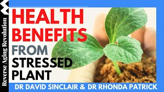 DAVID SINCLAIR “Health Benefits From Stressed Plants”  Dr David Sinclair amp Dr Rhonda Patrick Clips [upl. by Vinnie195]