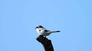 Srokosz Great grey shrike [upl. by Nosremaj]