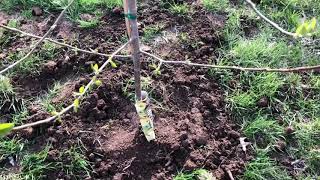 Planting Young Jonathan Apple Tree amp Information Video 1 [upl. by Segalman381]