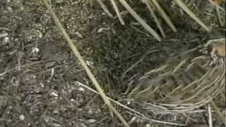 Pair of Stubble Quail [upl. by Templa]