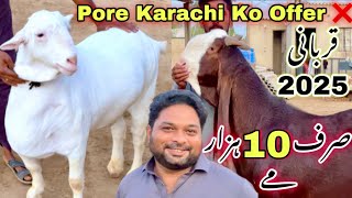 Qurbani 2025 Ki Aise Palai Or Collection Dekh Kar Maza Agya 😍  Maymar Ka Shoqeen ❤️ [upl. by Jovitah462]