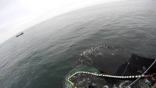 Purse seining for Atlantic Menhaden aka bunker off of Cape May NJ [upl. by Aronas616]