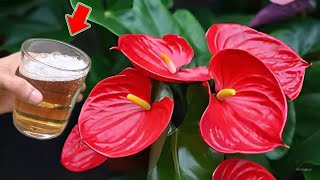 Just 1 Cup Flowerless Anthurium Suddenly Blooms Thousands Of Beautiful Flowers [upl. by Augie]