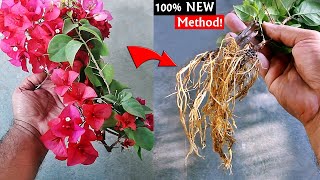 How To PROPAGATE Bougainvillea From Flowering Branches [upl. by Ebby63]