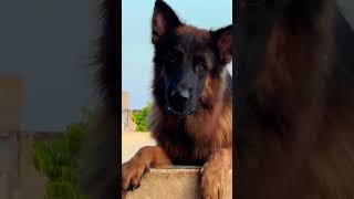 German shepherd dog Gsd Indian Kennal fullylongcoatgsd dogbreed doglover [upl. by Armilla]